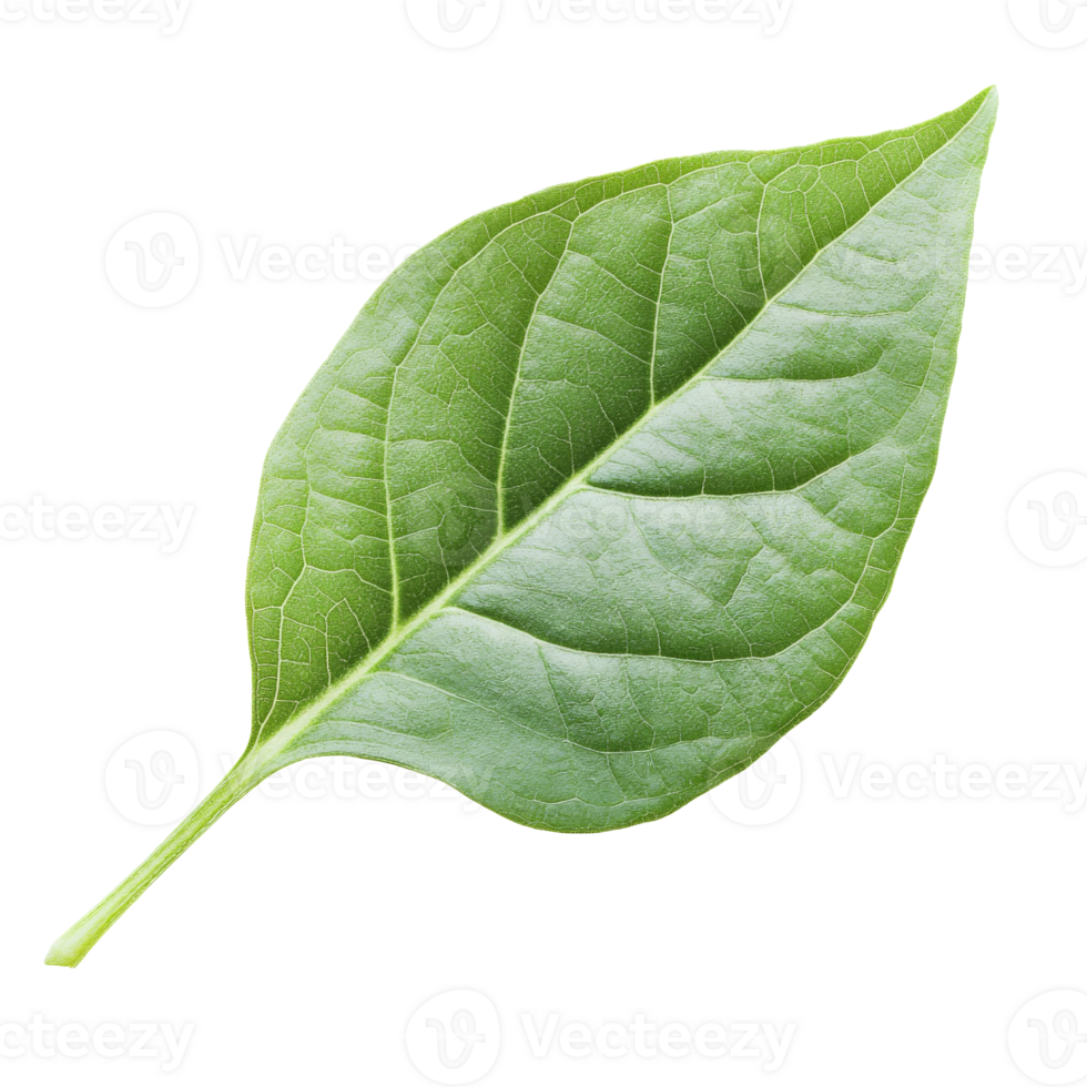 Green leaf showcasing detailed texture and shape png