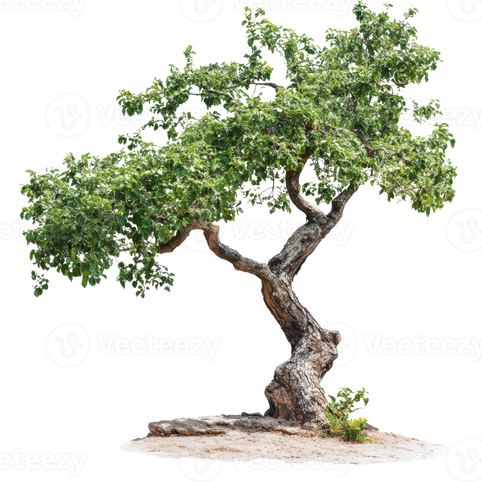 Unique twisted tree standing alone in nature png