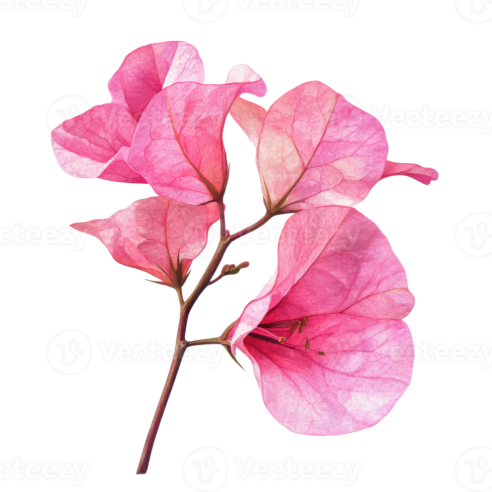 Vibrant pink Bougainvillea flowers png