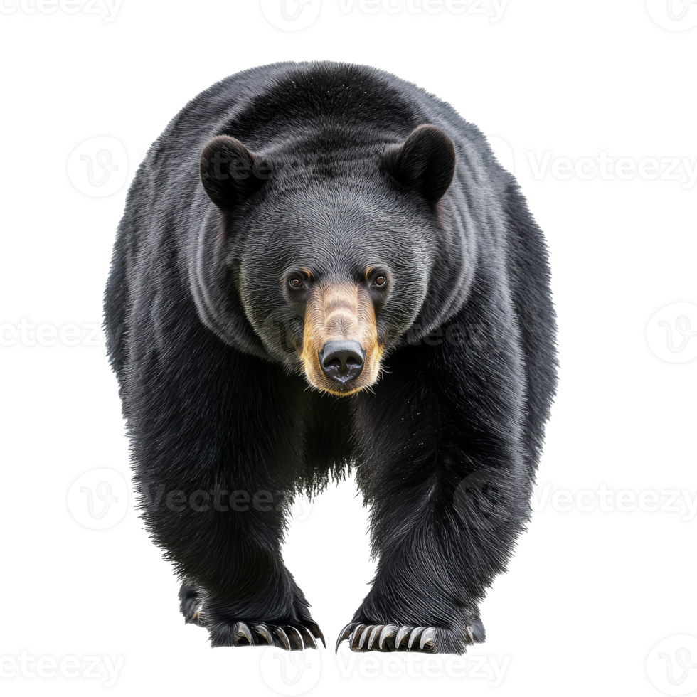 Large black bear walking towards camera in nature png