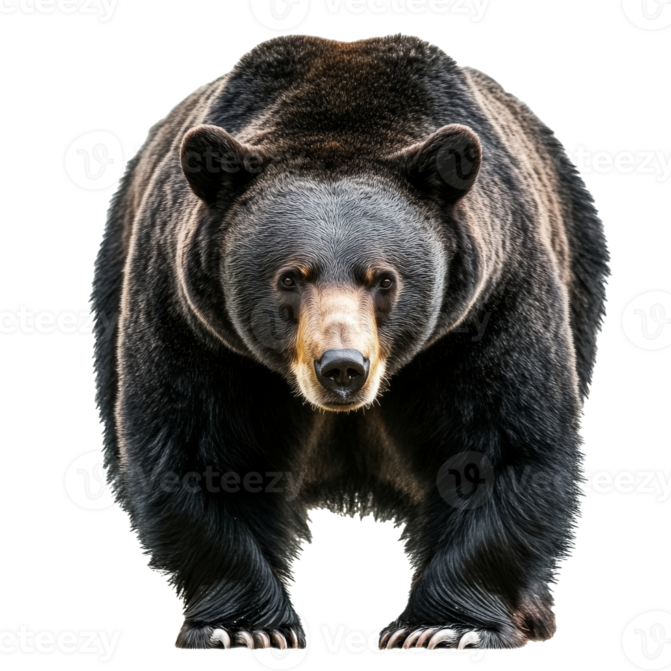 Bear walking on all fours in natural stance png