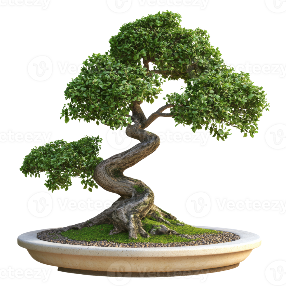 Beautifully curved bonsai tree in a decorative pot png