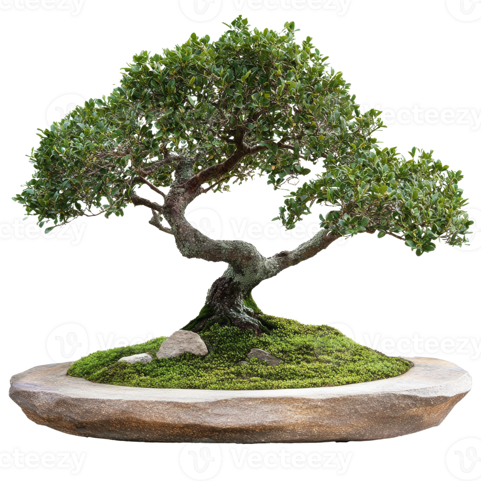 Bonsai tree artfully displayed on a stone base png