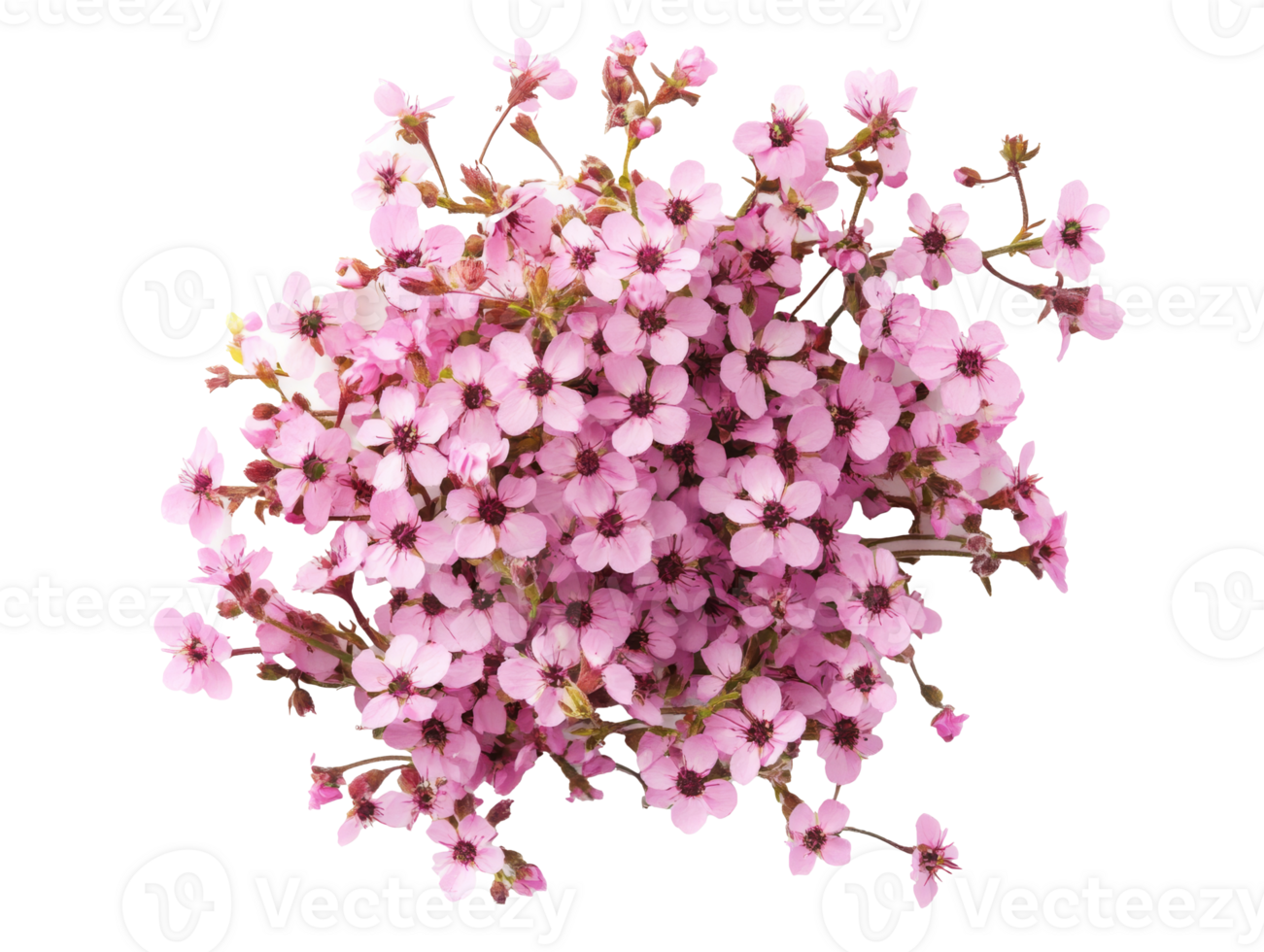Cherry blossoms bloom in vibrant spring colors png