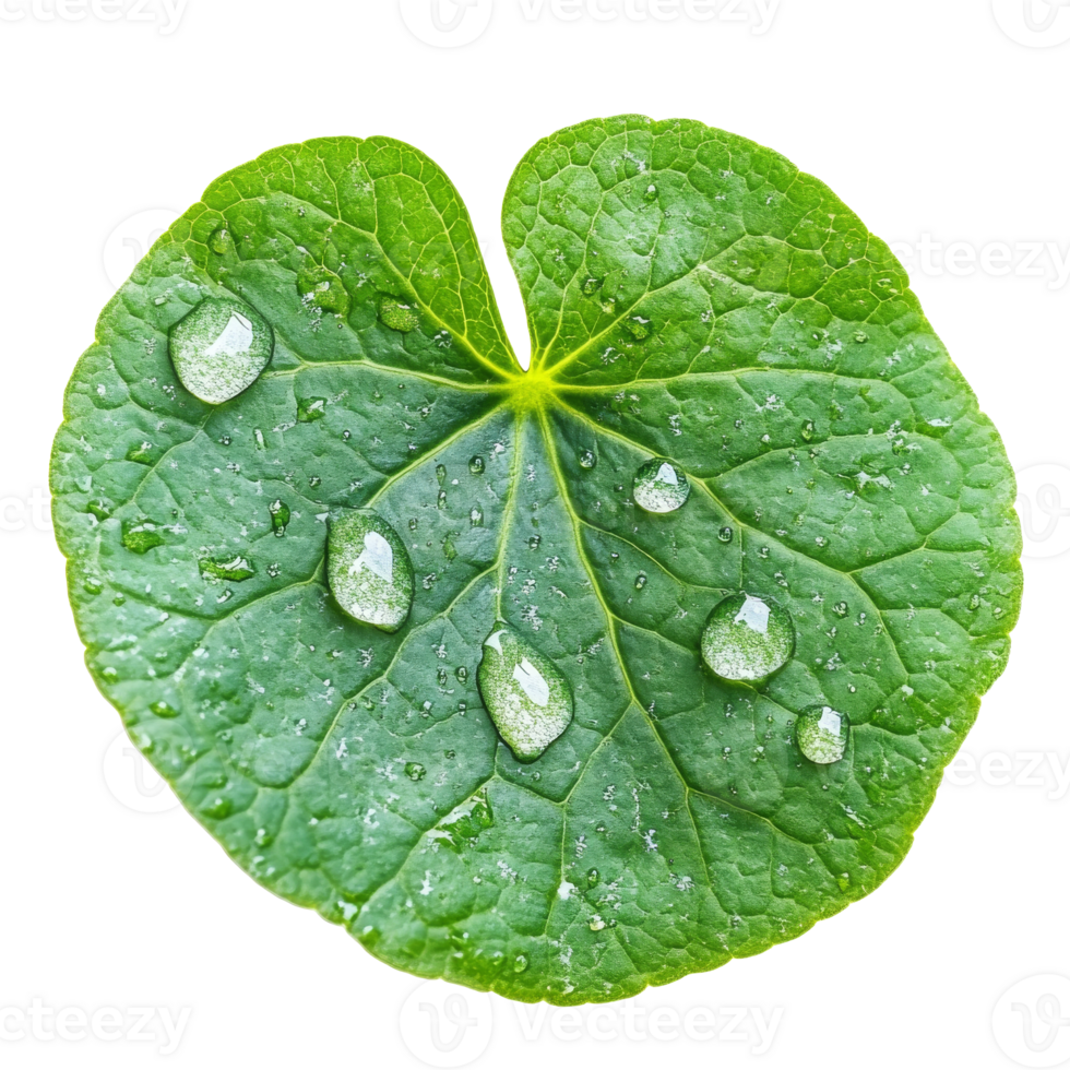 Fresh green leaf with water droplets in nature png
