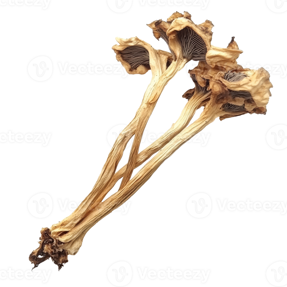 Unique textures of dried mushrooms png