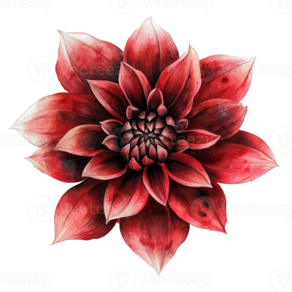 Vibrant red flower with intricate petal details png