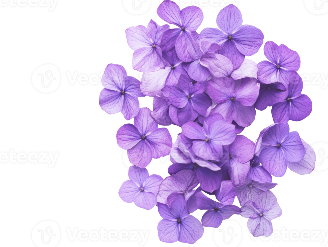 Artfully arranged purple flowers png