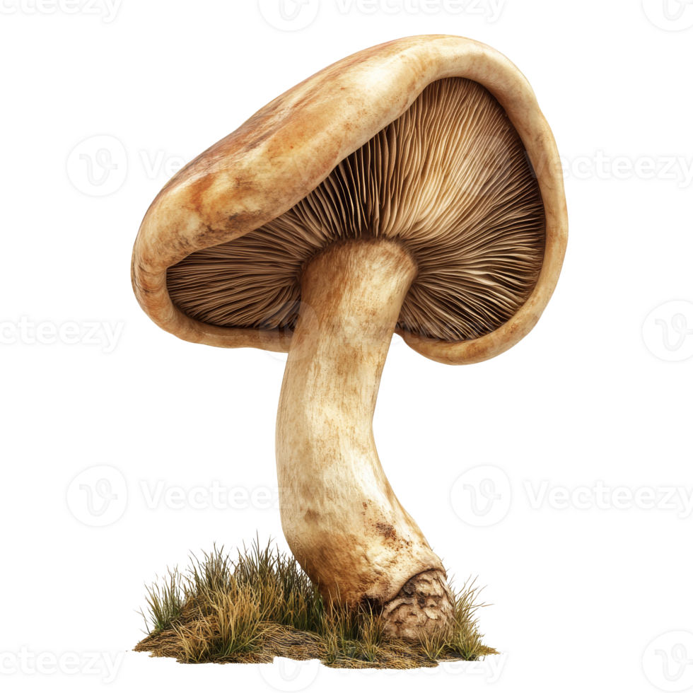 Large mushroom growing in a grassy area png