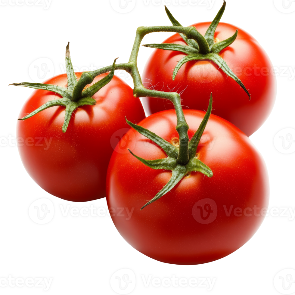 Fresh red tomatoes on a vine ready for harvest png