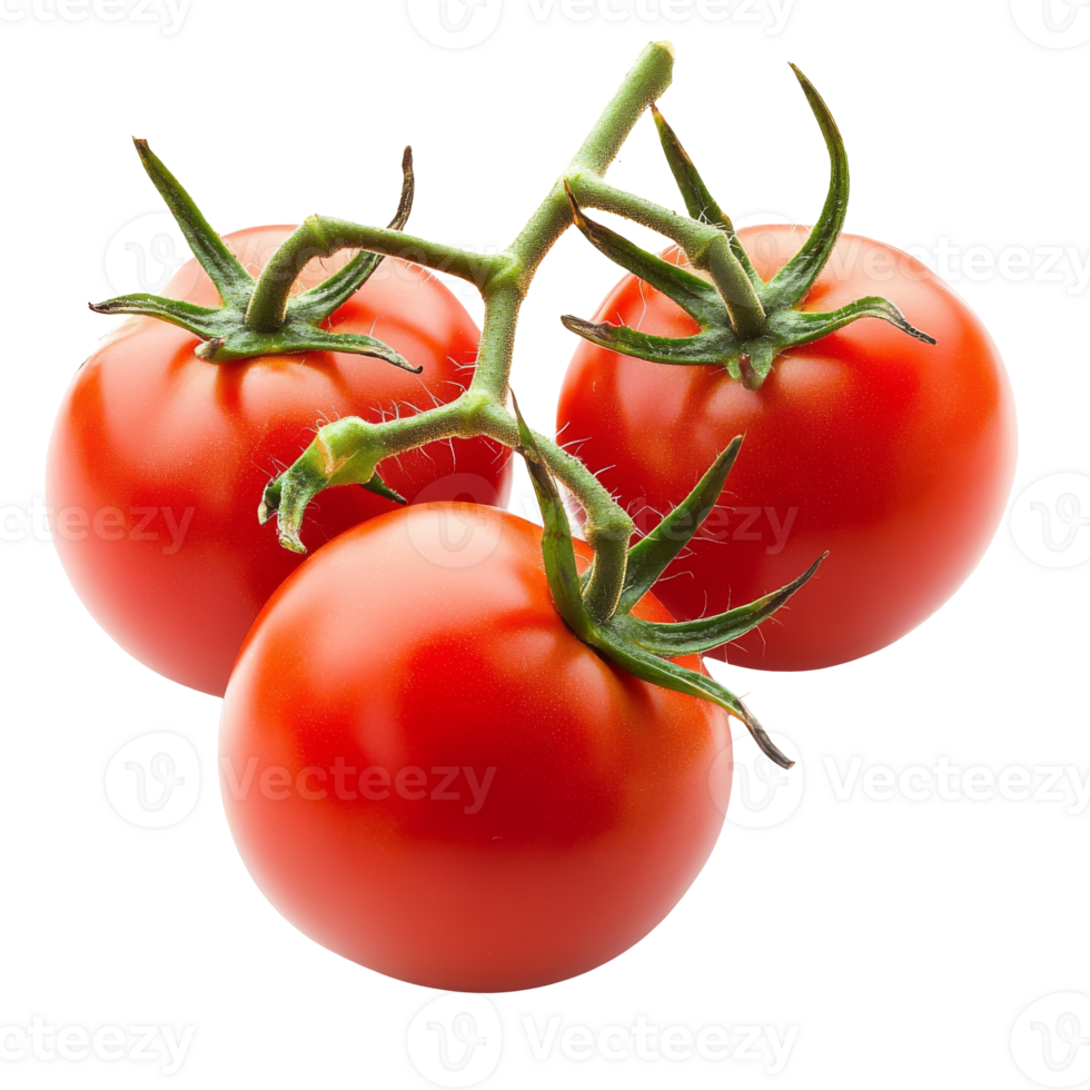 Fresh ripe tomatoes on vine ready for harvest png