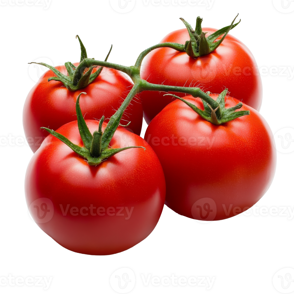 Fresh red tomatoes on a vine ready for harvest png