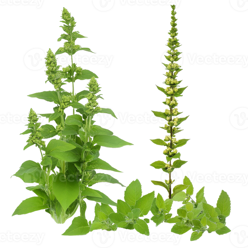 Flowering green plants in nature png