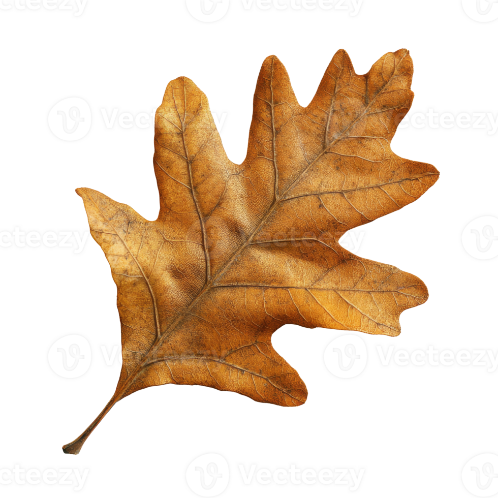 Autumn oak leaf showcasing rich golden hues png