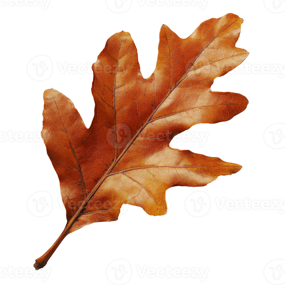 Beautiful autumn oak leaf in rich brown color png