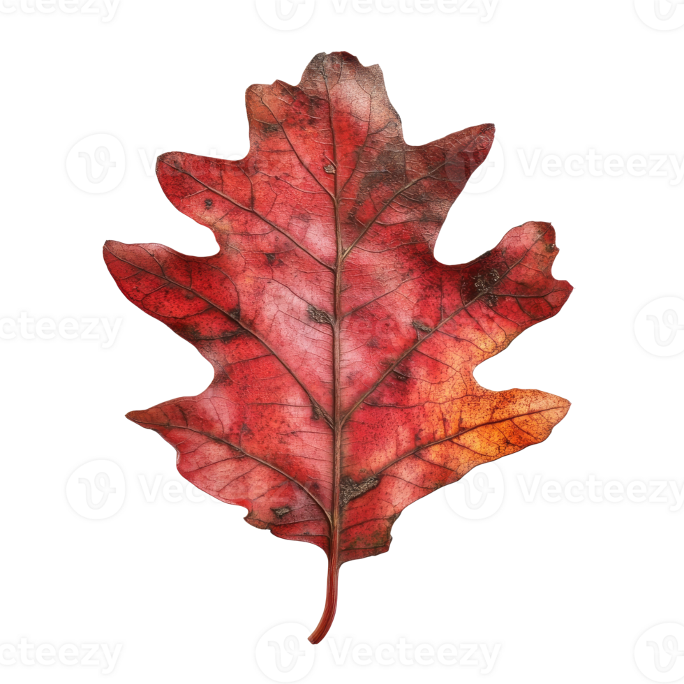 Vibrant red oak leaf displaying autumn beauty png