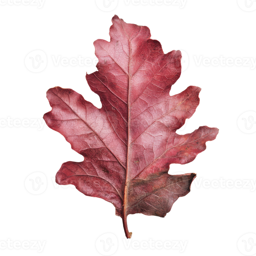 Beautiful red oak leaf displaying autumn colors png
