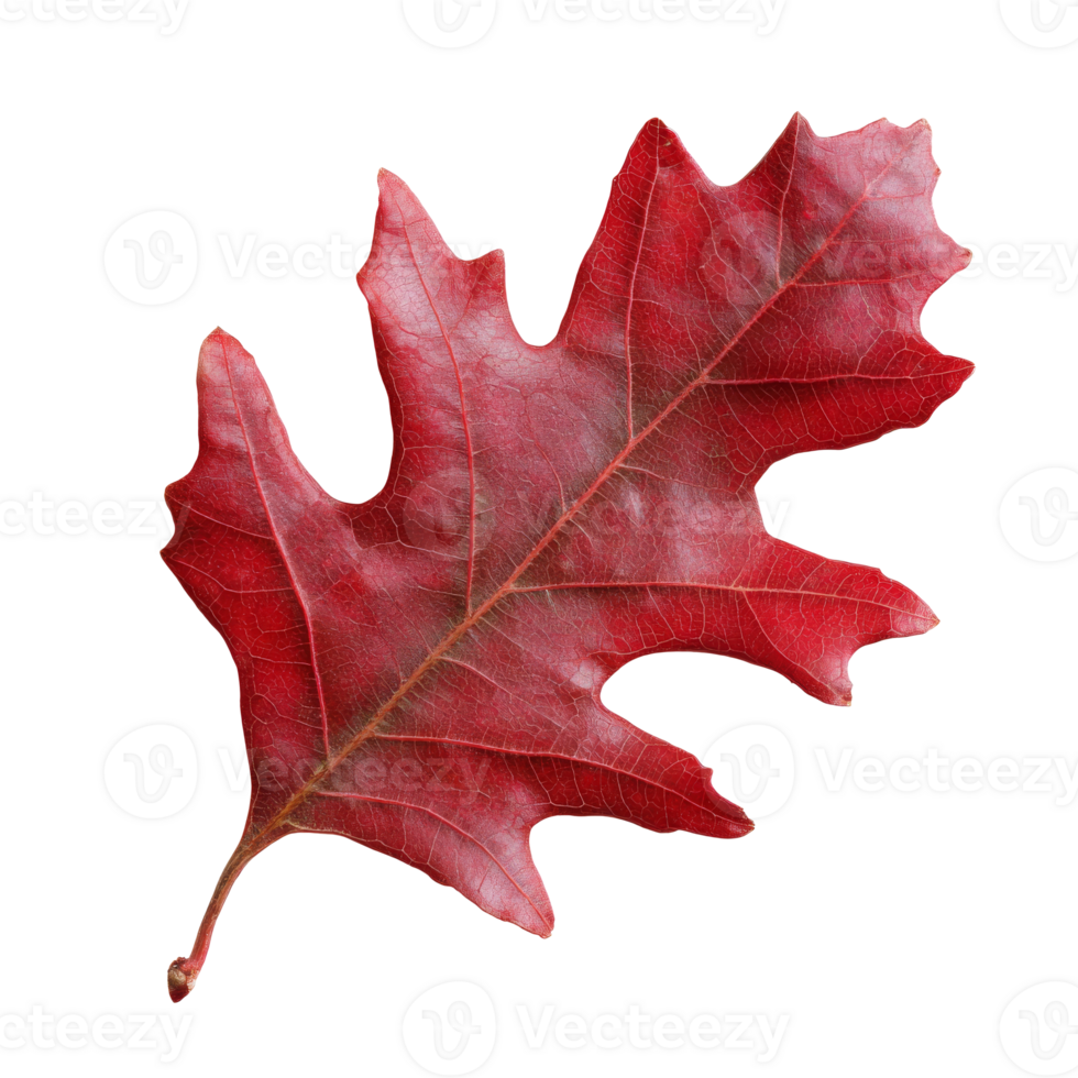 Bright red oak leaf showcasing autumn colors png