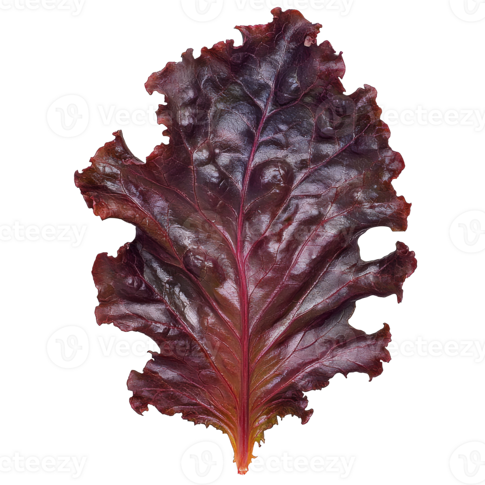 Fresh red leaf lettuce for saladswraps png