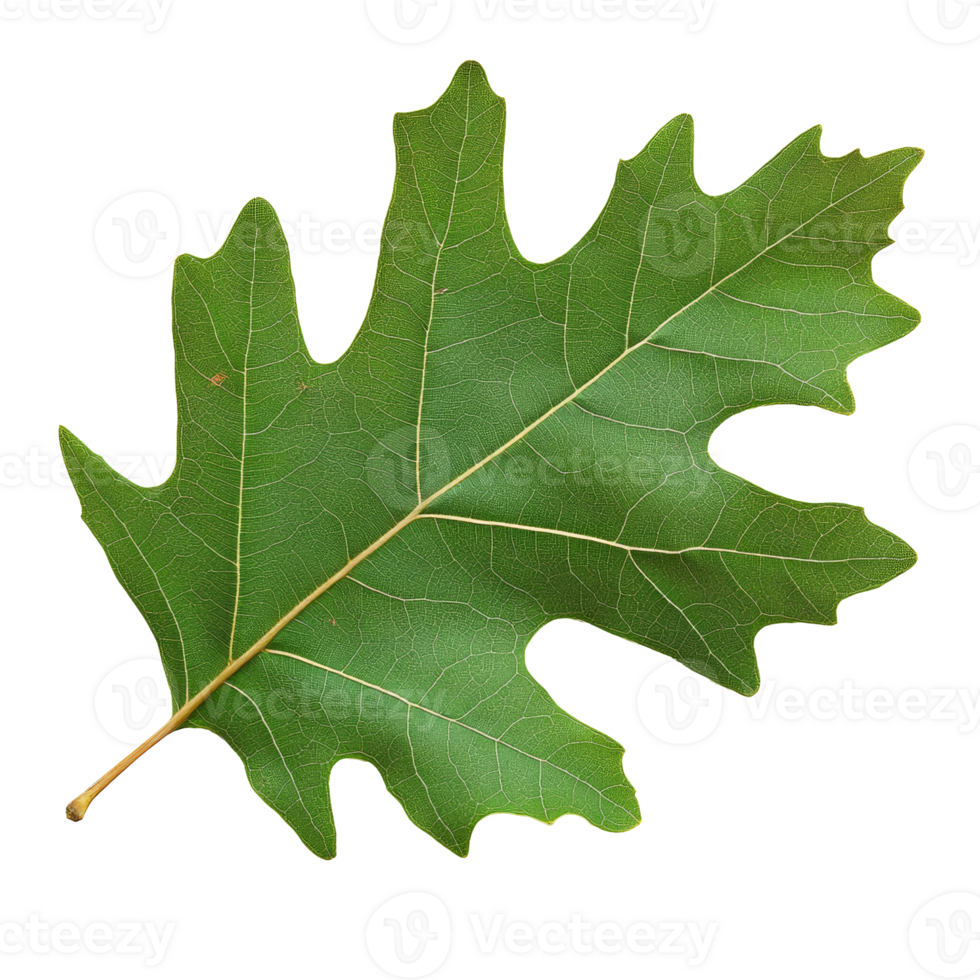 Close up of textured green oak leaf png