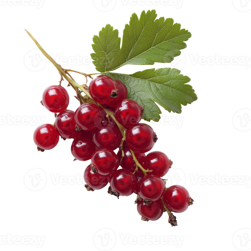 Fresh red currants with green leaves on branch png