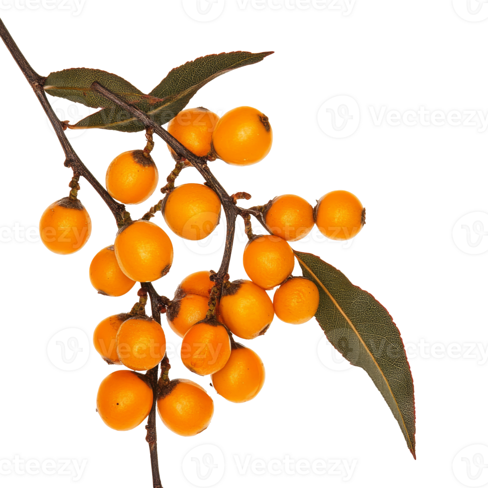 Yellow berries on a branch in nature png