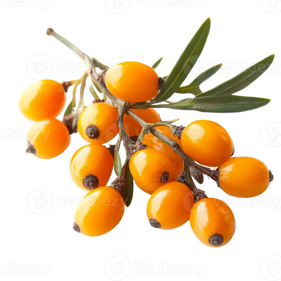 Orange sea buckthorn berries on branch with leaves png