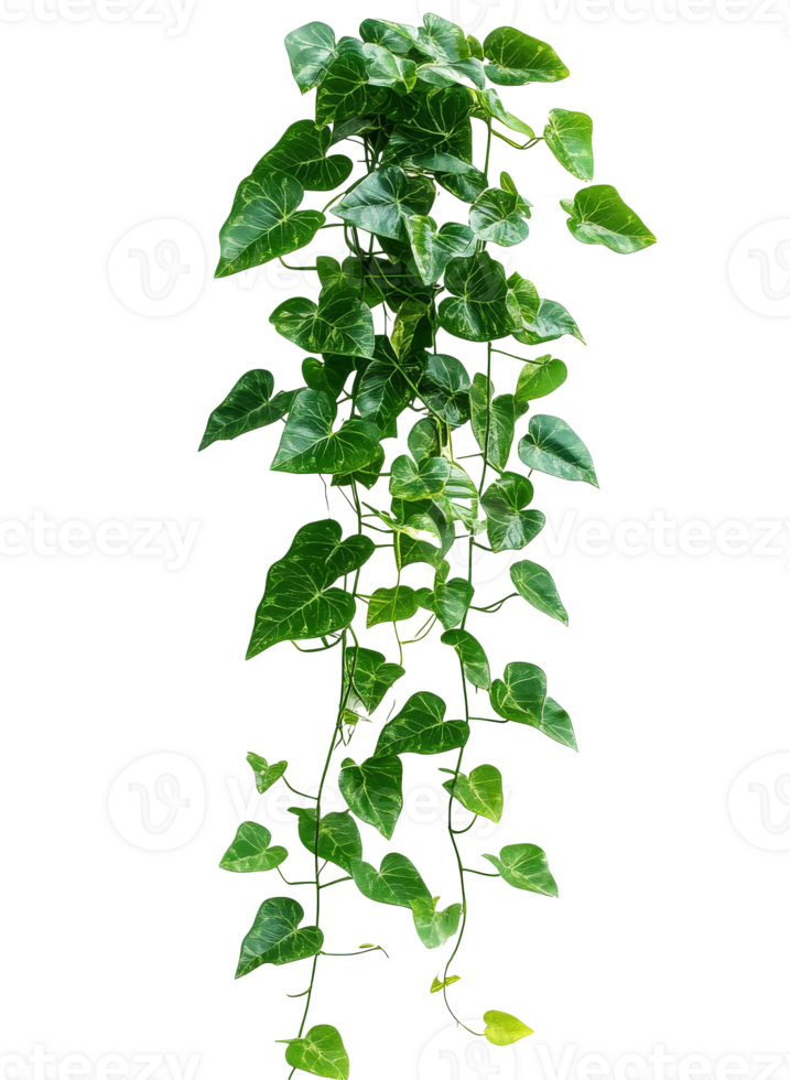 Vibrant green vine hanging gracefully indoors png