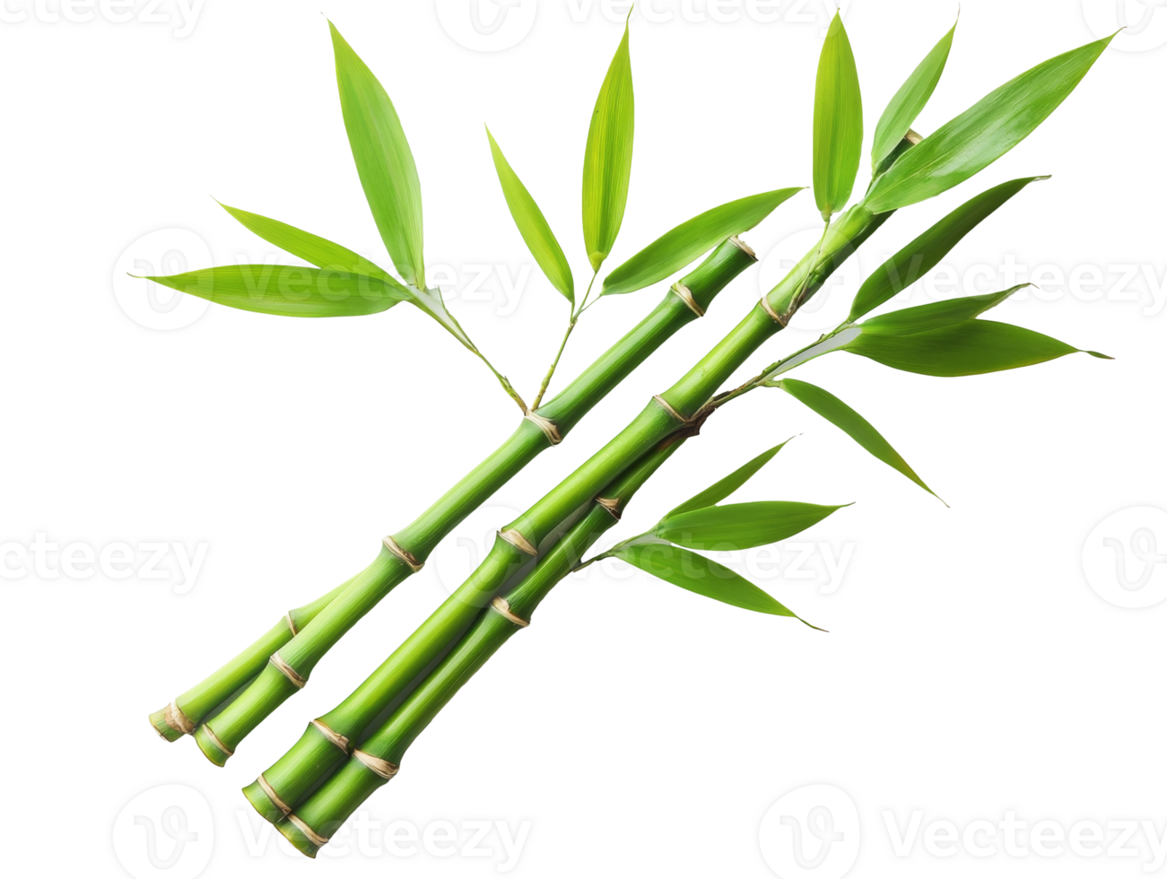 Fresh green bamboo stalks with leaves on display png