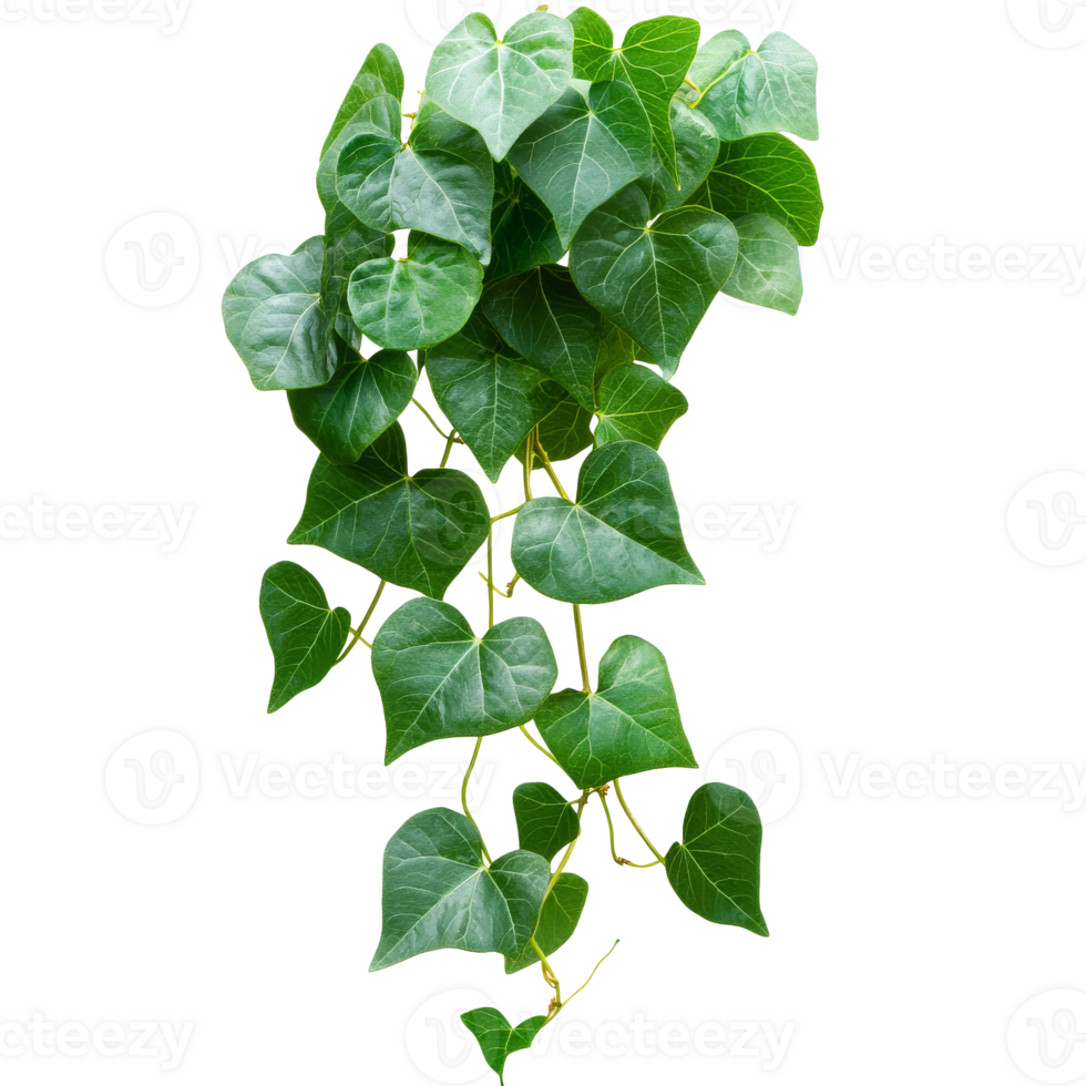 Climbing green ivy plant with heart shaped leaves png