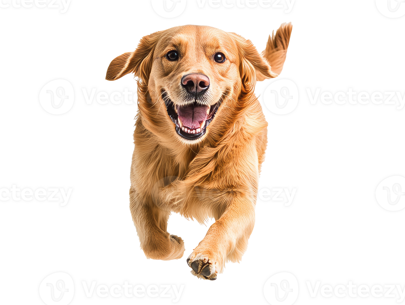 Happy golden retriever running in a bright space png