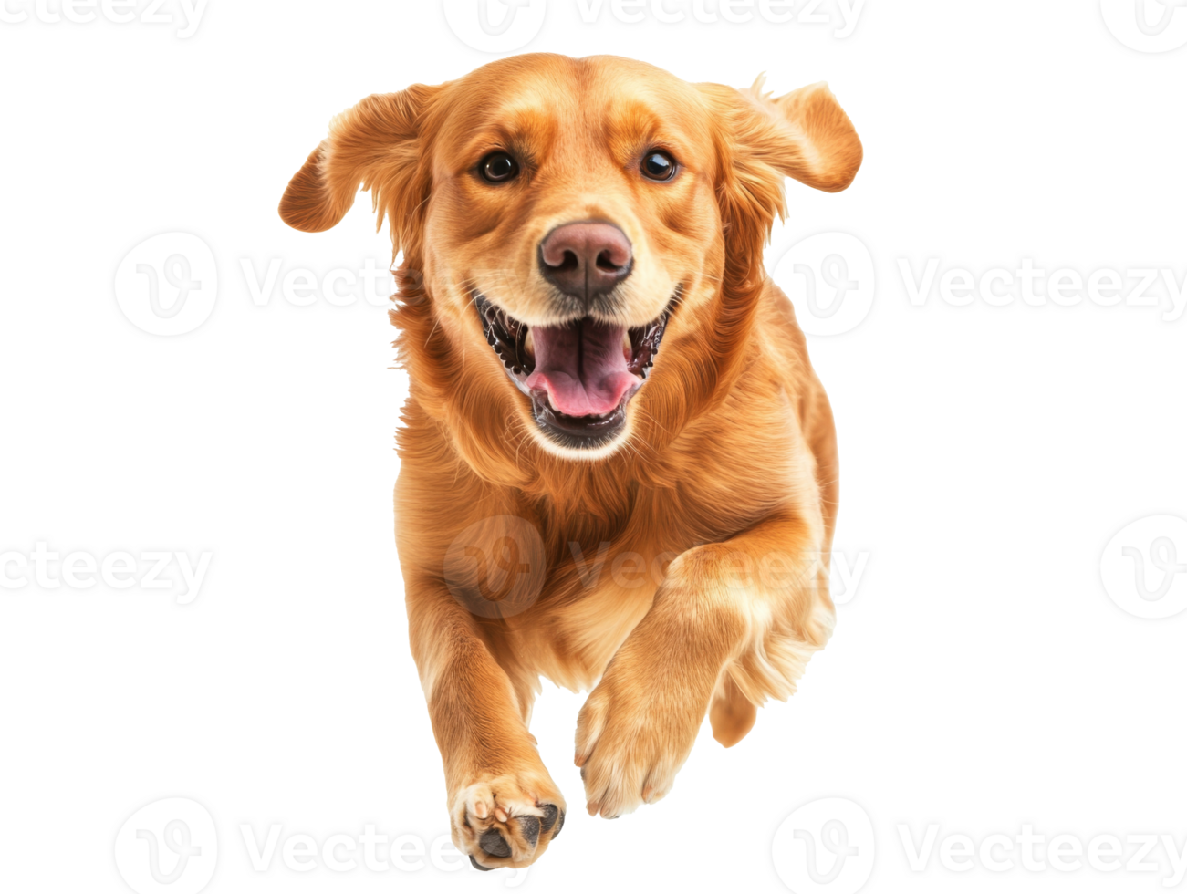 Golden retriever running joyfully indoors png