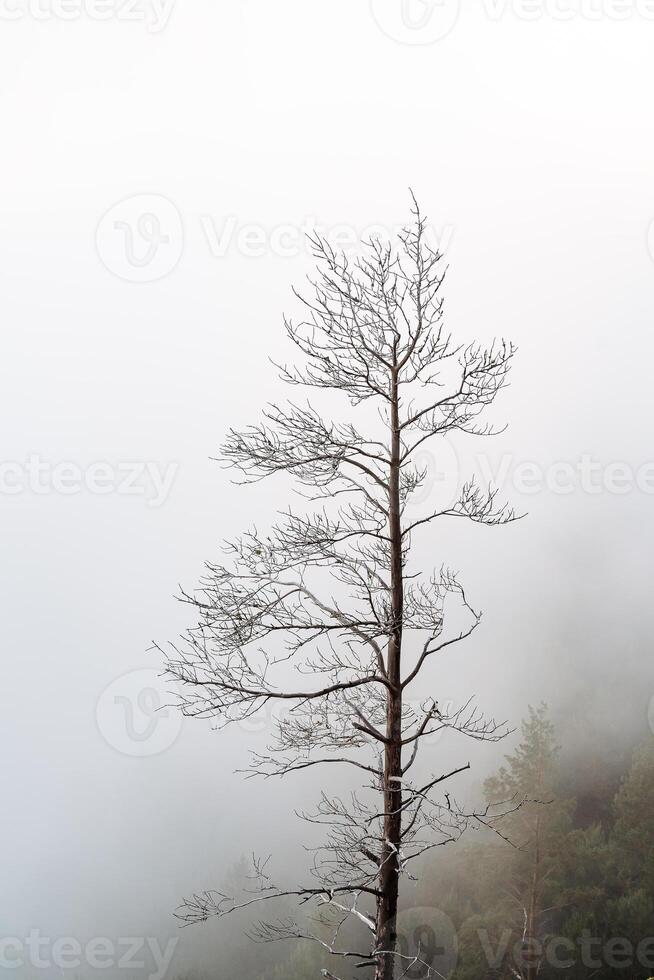 a dry tree standing alone in the mountains against the background of fog, cloudy weather, minimalism photo
