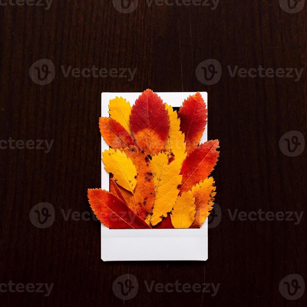 Autumn composition of leaves and Polaroid image. The concept of autumn. Minimalism and abstraction. White frame on a background of bright autumn leaves photo