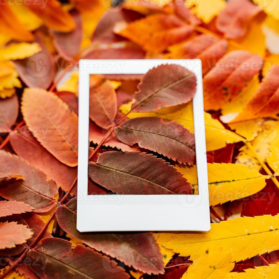 Autumn composition of leaves and Polaroid image. The concept of autumn. Minimalism and abstraction. White frame on a background of bright autumn leaves photo