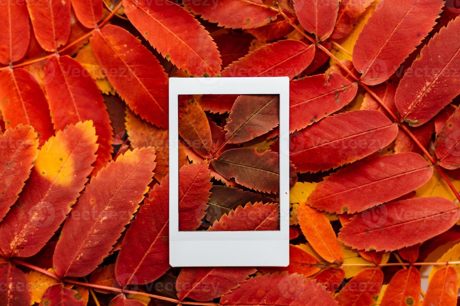 Autumn composition of leaves and Polaroid image. The concept of autumn. Minimalism and abstraction. White frame on a background of bright autumn leaves photo