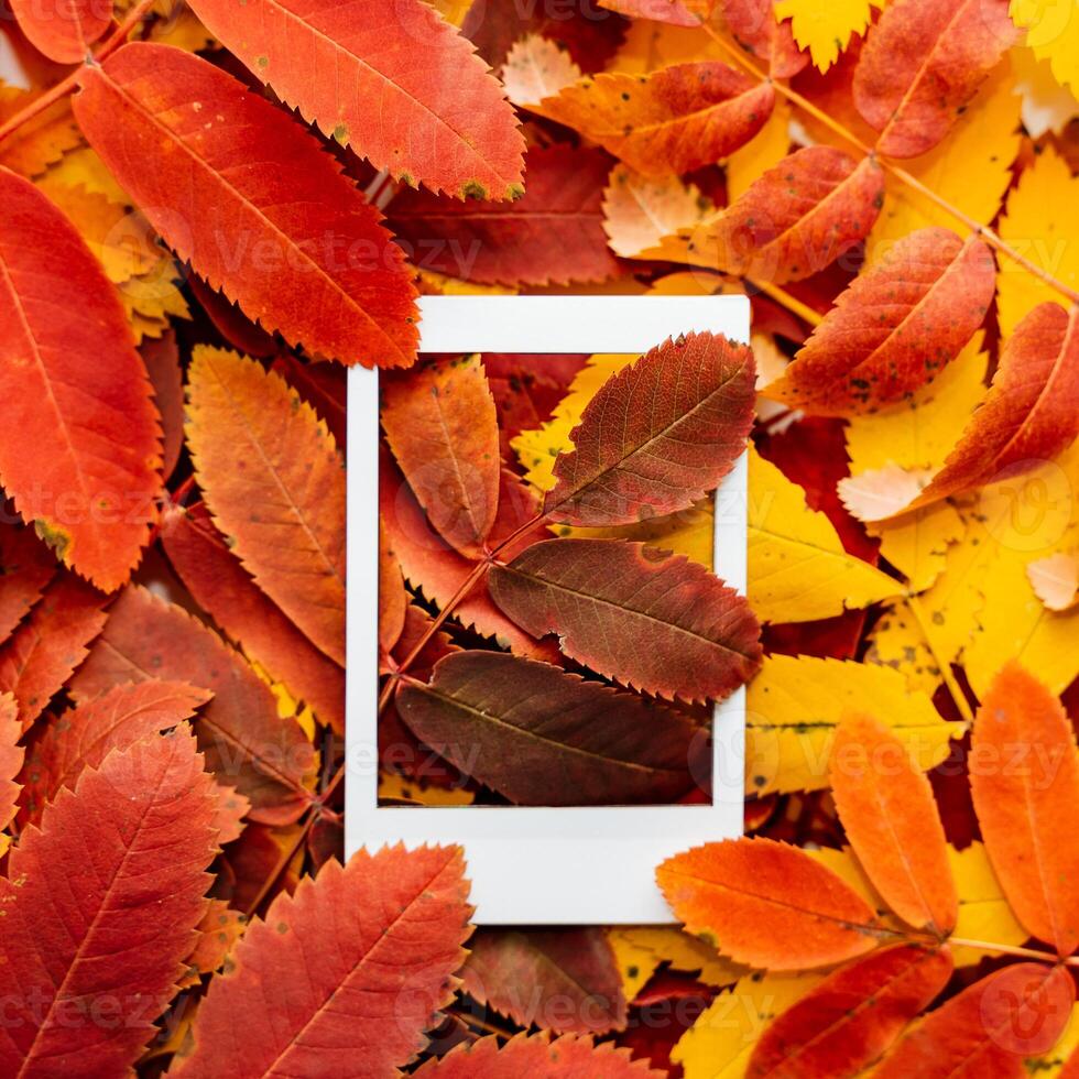 Autumn composition of leaves and Polaroid image. The concept of autumn. Minimalism and abstraction. White frame on a background of bright autumn leaves photo