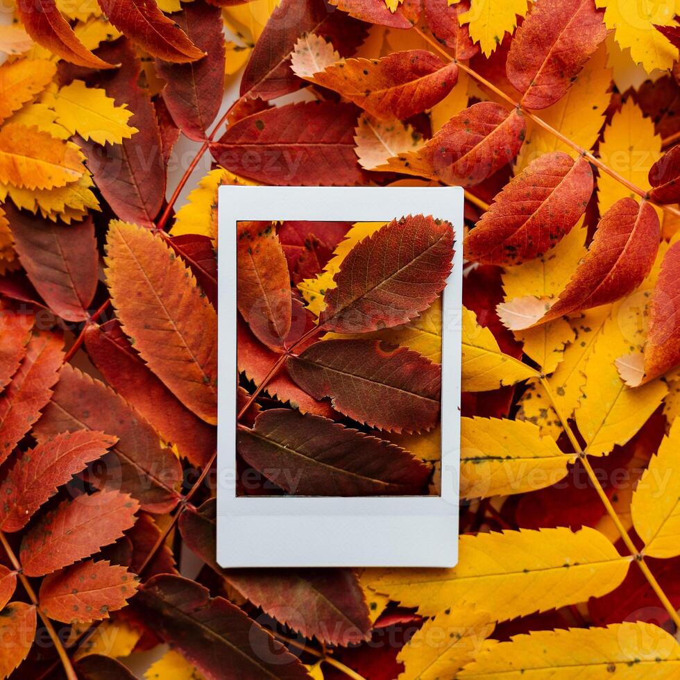 Autumn composition of leaves and Polaroid image. The concept of autumn. Minimalism and abstraction. White frame on a background of bright autumn leaves photo