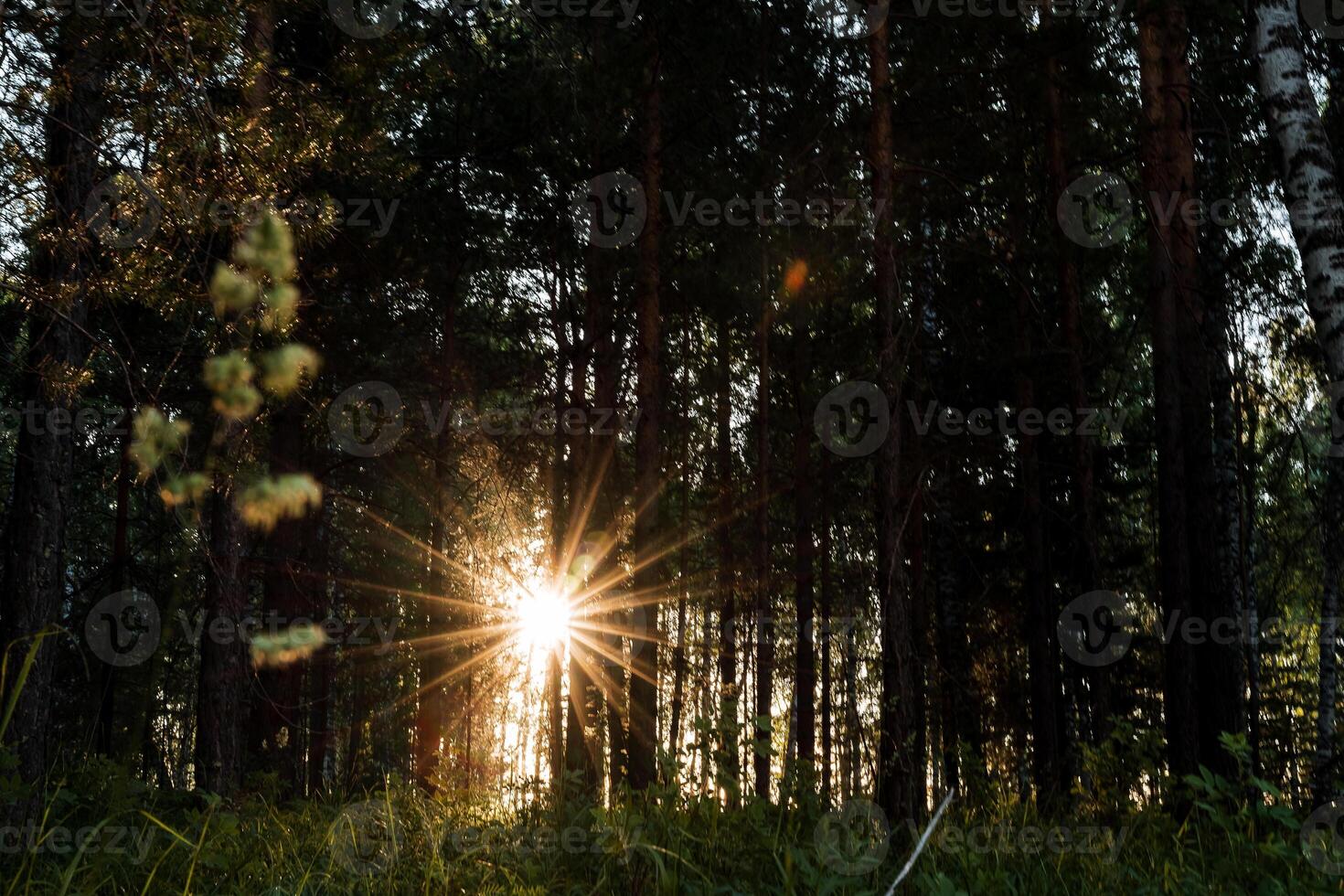 the sun shines through the trees at sunset, glare from the sun in the forest, evening photo taken in a dark key