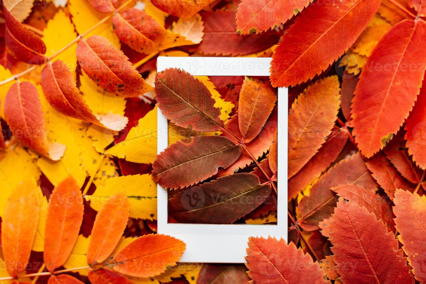 Autumn composition of leaves and Polaroid image. The concept of autumn. Minimalism and abstraction. White frame on a background of bright autumn leaves photo