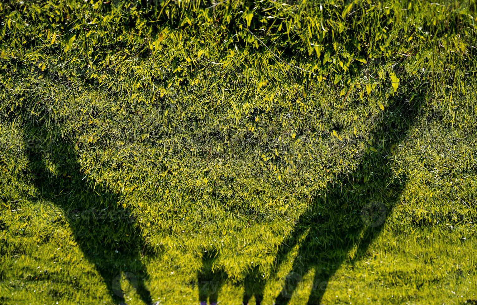 shadows of people falling on the grass in the evening, the silhouette of a family on the lawn photo