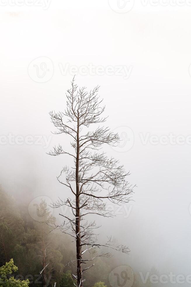 a dry tree standing alone in the mountains against the background of fog, cloudy weather, minimalism photo