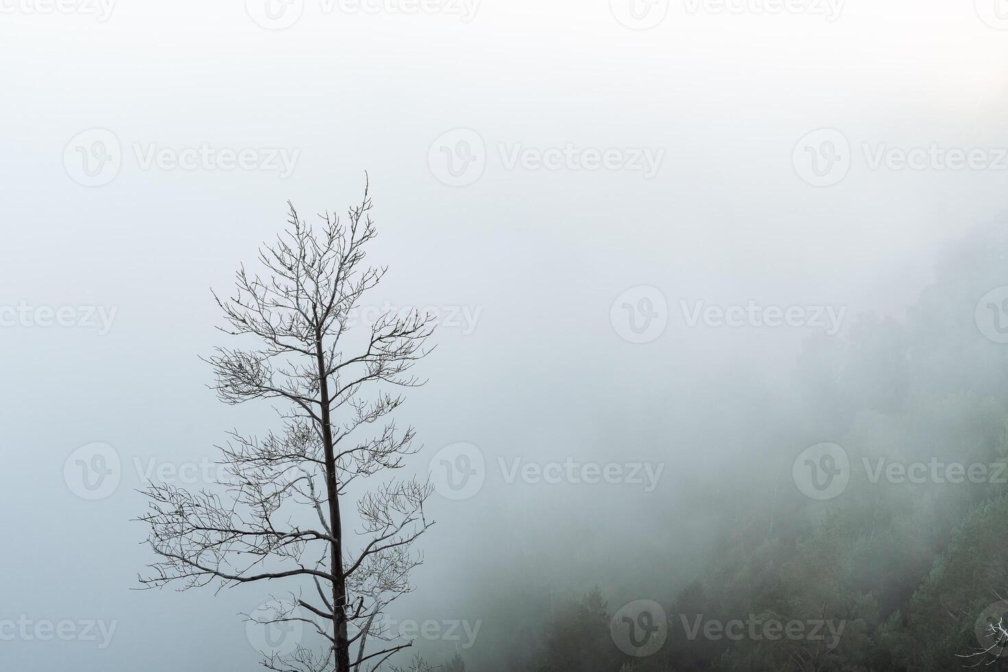a dry tree standing alone in the mountains against the background of fog, cloudy weather, minimalism photo