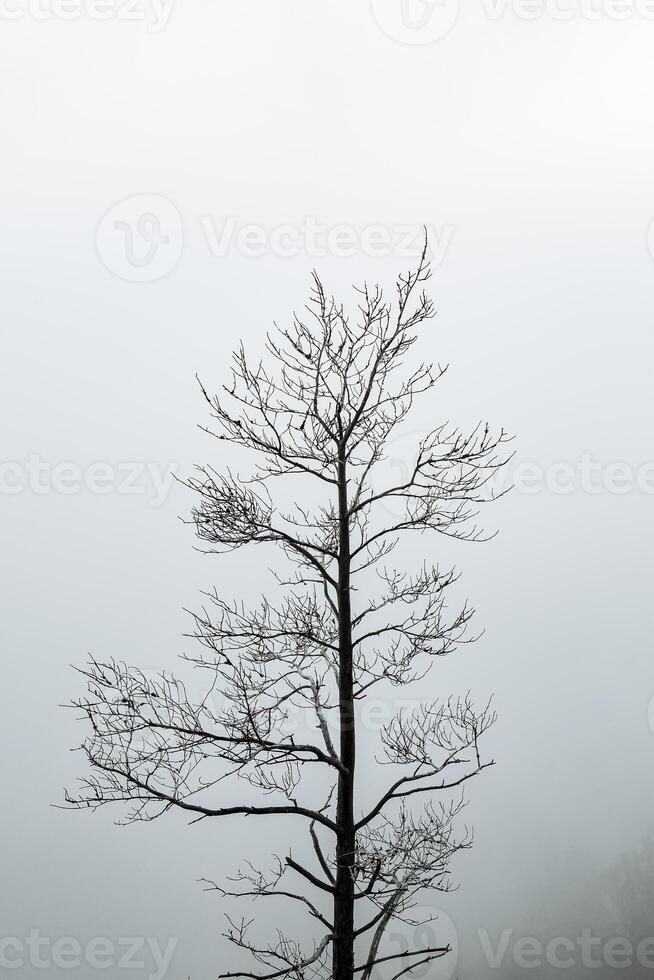 a dry tree standing alone in the mountains against the background of fog, cloudy weather, minimalism photo