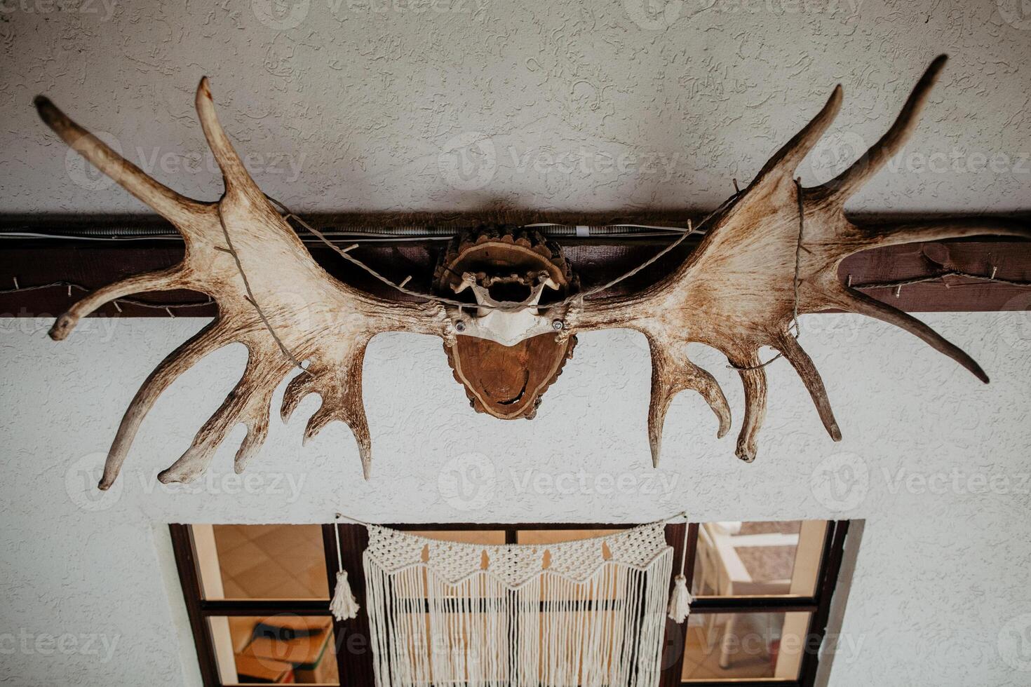 moose horns hang on the wall above the door, moose horns on the wall, dry horns, trophy hunter photo