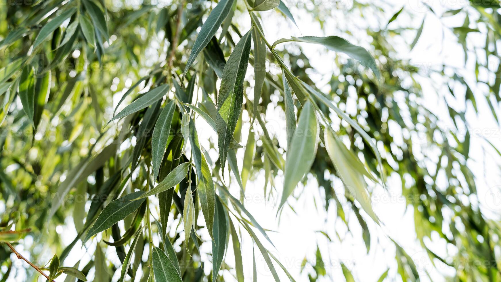 highlights of the sun's rays Shine through the leaves of a tree, summer day, morning, eve, macro photography, blurred background, focus on one object photo