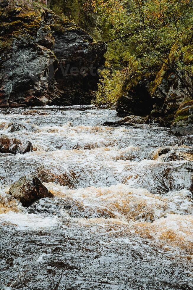 a bubbling stream of water in a mountain stream. river among autumn trees in the taiga. golden autumn in the Urals. nature of Russia photo