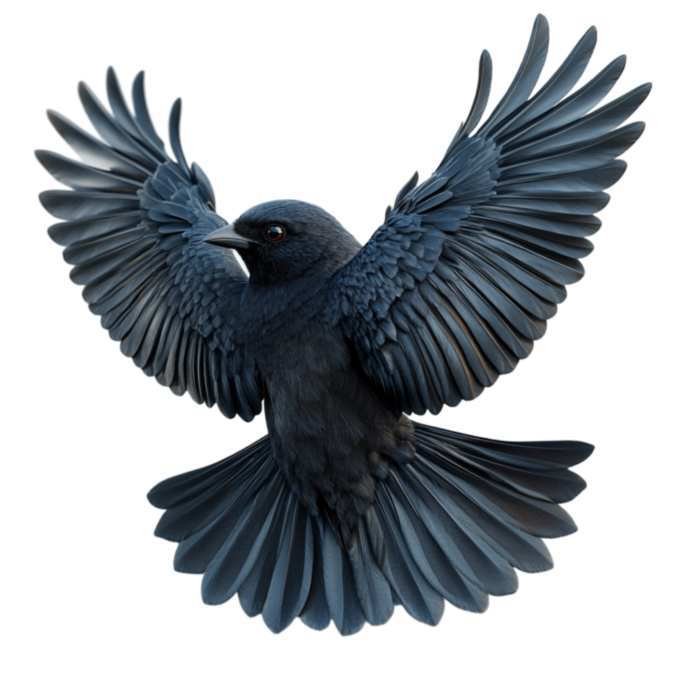 Spotted Blackbird with Open Wings png