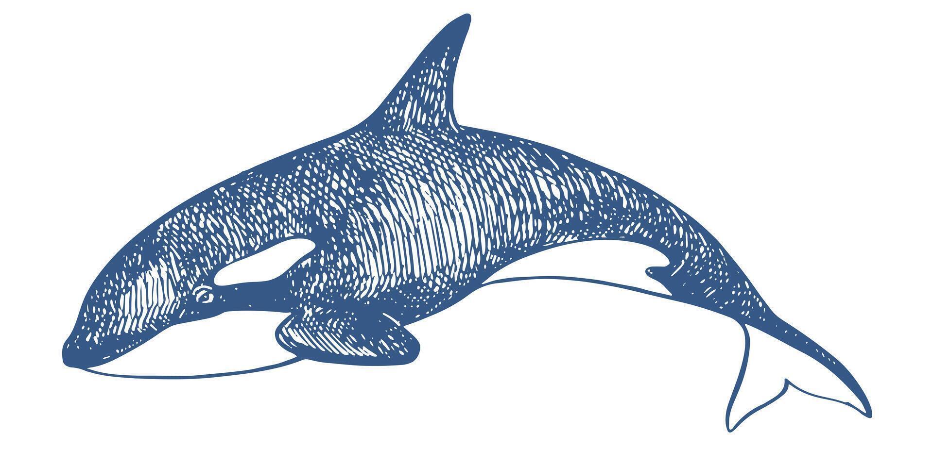 Killer whale sea animal linear sketch. illustration Orca. Killer whale or toothed whale, marine predator jumping out of water with curved tail. Hand drawn, imitation of old engraving technique. vector