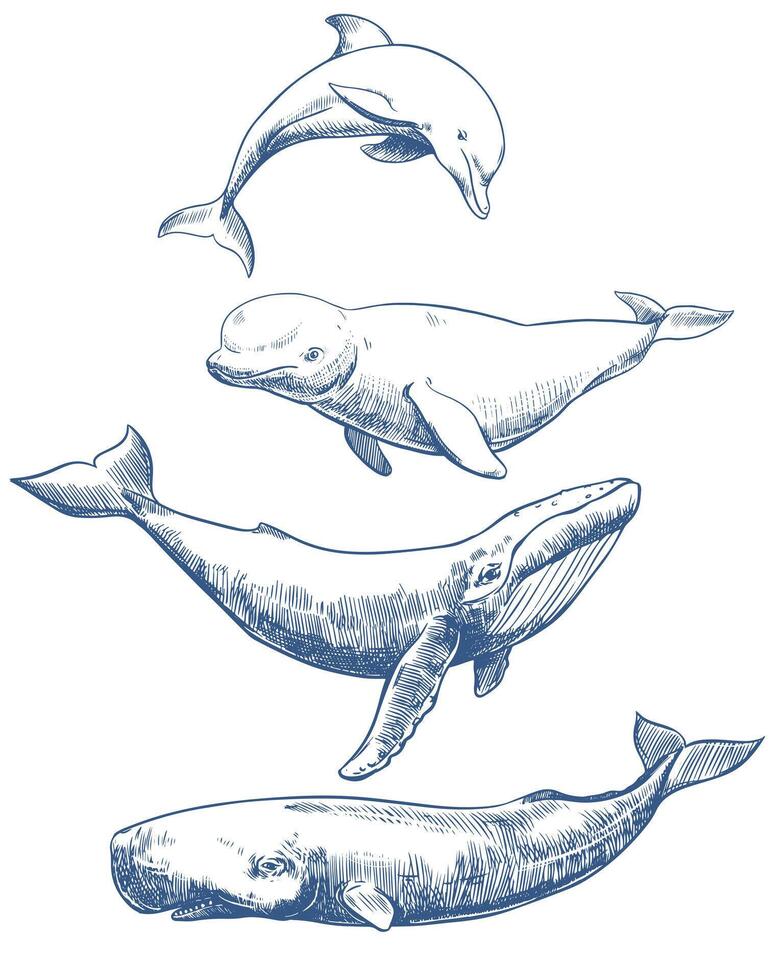 Marine mammals set. Hand drawn sketch illustration of whales and dolphin. Sperm whale, humpback whale, dolphin, beluga. Monochrome ink drawing, imitation of engraving. vector